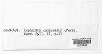 Lophiostoma compressum image